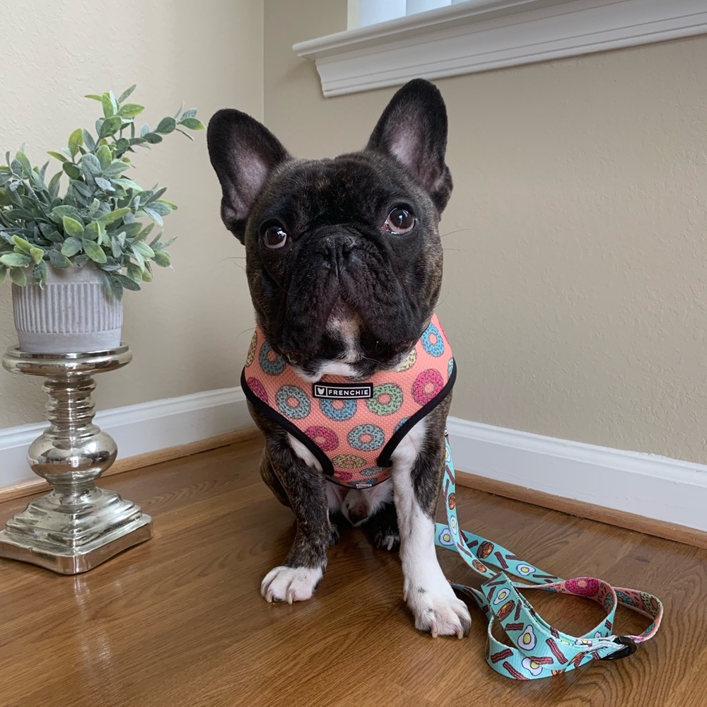 Frenchie appreciation post 💕💕 - Picture 3 of 8
